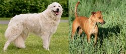 Maremma Sheepdog vs Africanis - Breed Comparison