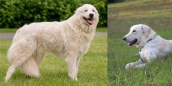 Maremma Sheepdog vs Akbash Dog - Breed Comparison
