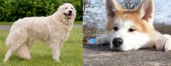 Maremma Sheepdog vs Akita - Breed Comparison