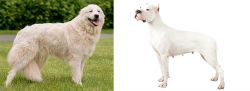 Maremma Sheepdog vs Argentine Dogo - Breed Comparison