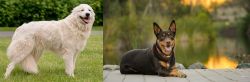 Maremma Sheepdog vs Australian Kelpie - Breed Comparison