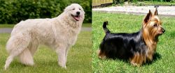 Maremma Sheepdog vs Australian Silky Terrier - Breed Comparison