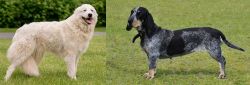 Maremma Sheepdog vs Basset Bleu de Gascogne - Breed Comparison