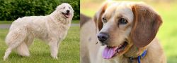 Maremma Sheepdog vs Beago - Breed Comparison
