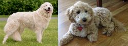 Maremma Sheepdog vs Bichonpoo - Breed Comparison