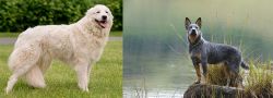 Maremma Sheepdog vs Blue Healer - Breed Comparison