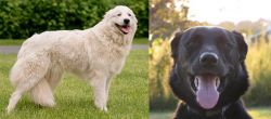 Maremma Sheepdog vs Borador - Breed Comparison