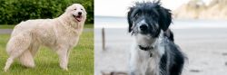 Maremma Sheepdog vs Bordoodle - Breed Comparison