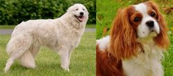 Maremma Sheepdog vs Cavalier King Charles Spaniel - Breed Comparison
