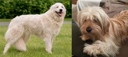 Maremma Sheepdog vs Cyprus Poodle - Breed Comparison