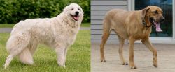 Maremma Sheepdog vs Danish Broholmer - Breed Comparison
