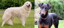 Maremma Sheepdog vs Doberman Pinscher - Breed Comparison