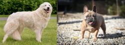 Maremma Sheepdog vs French Bulldog - Breed Comparison