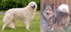 Maremma Sheepdog vs German Spitz (Mittel) - Breed Comparison