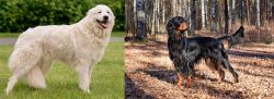 Maremma Sheepdog vs Gordon Setter - Breed Comparison