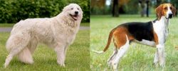 Maremma Sheepdog vs Grand Anglo-Francais Tricolore - Breed Comparison