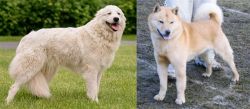 Maremma Sheepdog vs Hokkaido - Breed Comparison