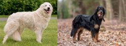 Maremma Sheepdog vs Hovawart - Breed Comparison