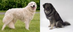 Maremma Sheepdog vs Istrian Sheepdog - Breed Comparison