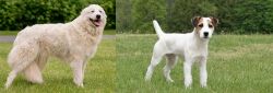 Maremma Sheepdog vs Jack Russell Terrier - Breed Comparison