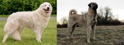 Maremma Sheepdog vs Kangal Dog - Breed Comparison