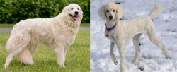 Maremma Sheepdog vs Poodle - Breed Comparison