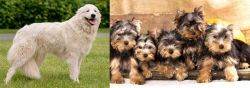 Maremma Sheepdog vs Yorkshire Terrier - Breed Comparison