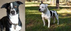 McNab vs American Bulldog - Breed Comparison