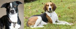 McNab vs American English Coonhound - Breed Comparison