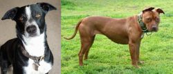 McNab vs American Pit Bull Terrier - Breed Comparison