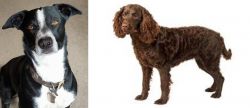 McNab vs American Water Spaniel - Breed Comparison