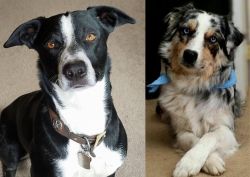McNab vs Australian Collie - Breed Comparison