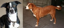 McNab vs Austrian Pinscher - Breed Comparison