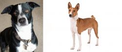 McNab vs Basenji - Breed Comparison