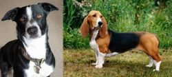 McNab vs Basset Artesien Normand - Breed Comparison