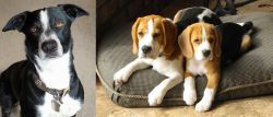 McNab vs Beagle - Breed Comparison