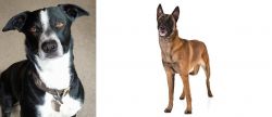 McNab vs Belgian Shepherd Dog (Malinois) - Breed Comparison