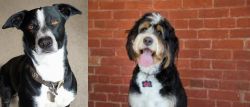 McNab vs Bernedoodle - Breed Comparison