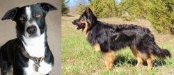 McNab vs Bohemian Shepherd - Breed Comparison