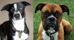 McNab vs Boxer - Breed Comparison