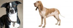 McNab vs Bracco Italiano - Breed Comparison