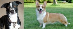 McNab vs Cardigan Welsh Corgi - Breed Comparison