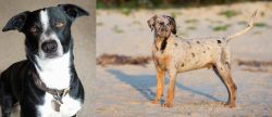 McNab vs Catahoula Cur - Breed Comparison