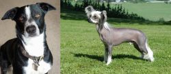 McNab vs Chinese Crested Dog - Breed Comparison