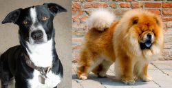 McNab vs Chow Chow - Breed Comparison