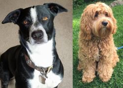 McNab vs Cockapoo - Breed Comparison