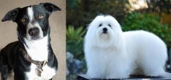McNab vs Coton De Tulear - Breed Comparison