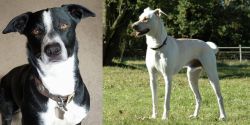 McNab vs Cretan Hound - Breed Comparison