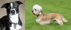 McNab vs Dandie Dinmont Terrier - Breed Comparison