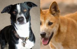 McNab vs Dingo - Breed Comparison